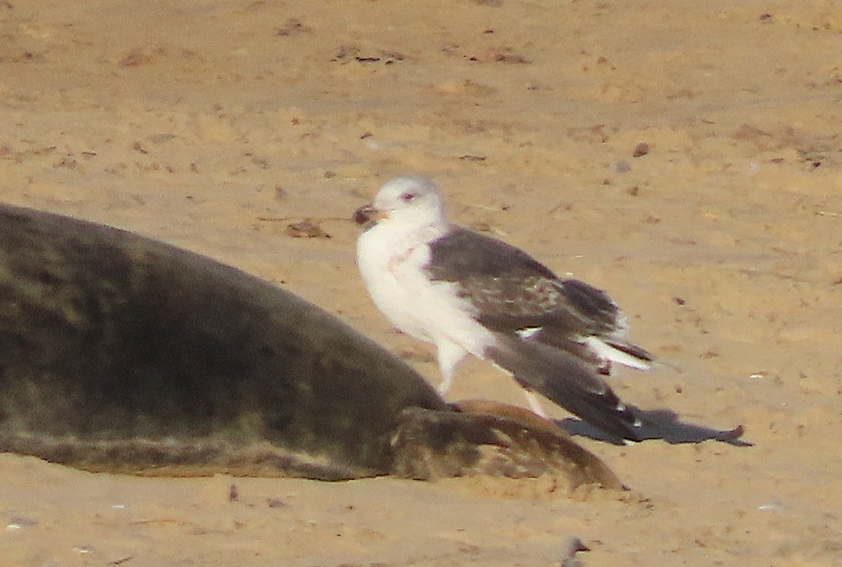 Great Black-backed Gull - ML646739712