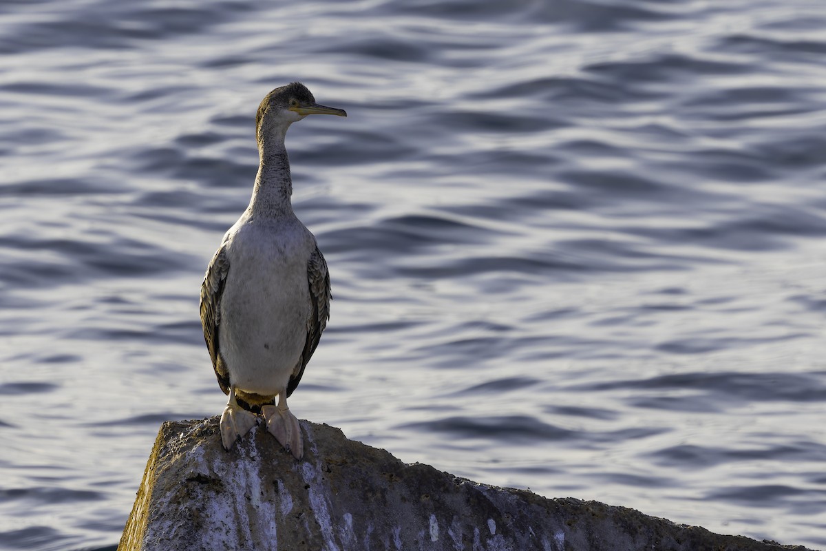 ヨーロッパヒメウ - ML646739714