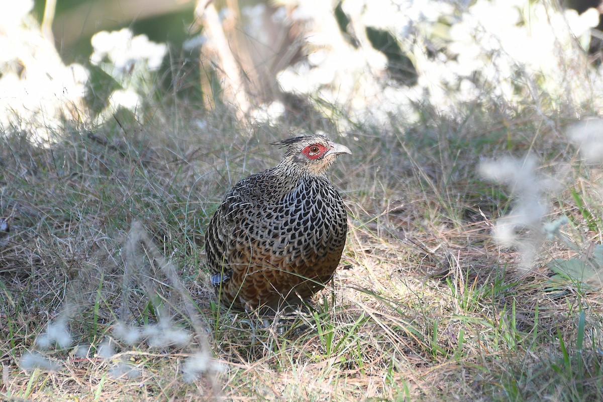 Cheer Pheasant - ML646739715