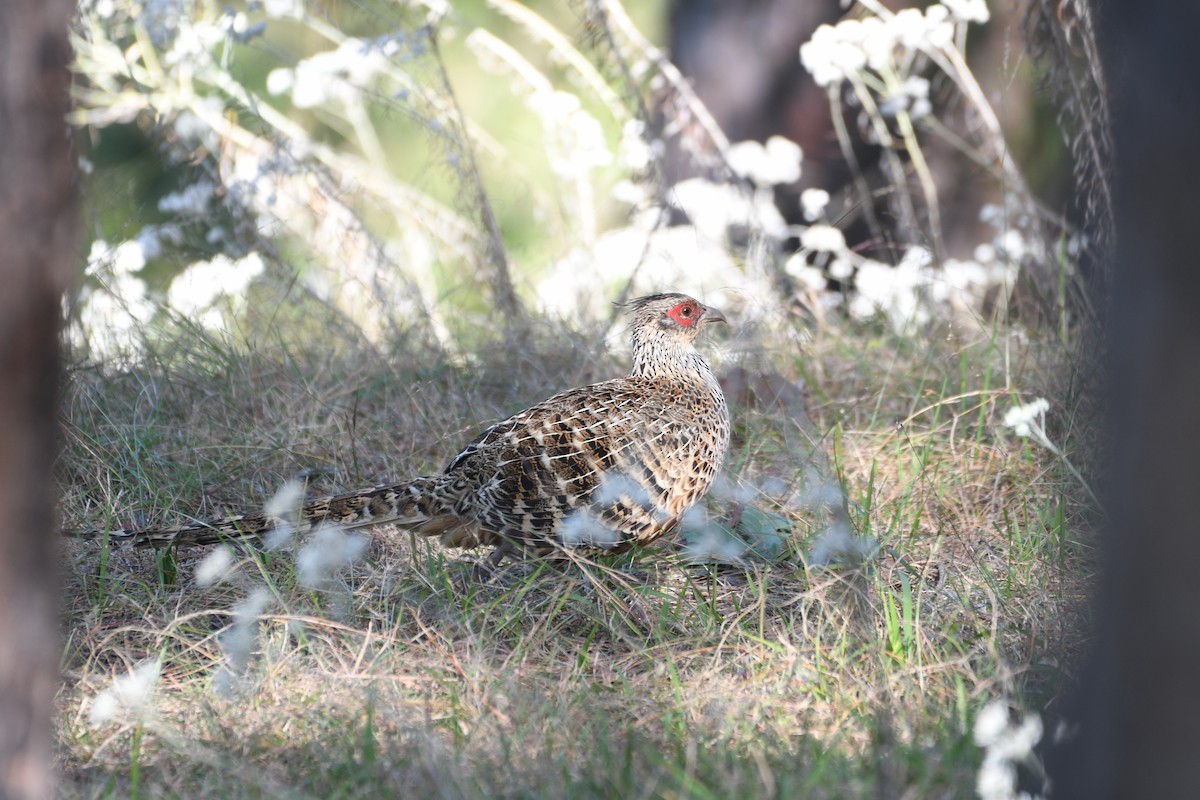Cheer Pheasant - ML646739716