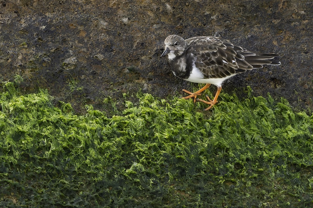 キョウジョシギ - ML646739718