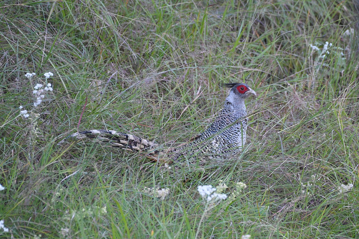 Cheer Pheasant - ML646739719