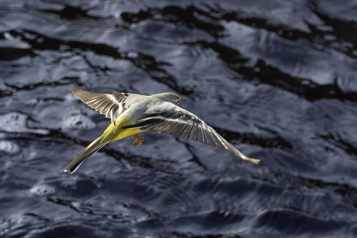 キセキレイ - ML646739720