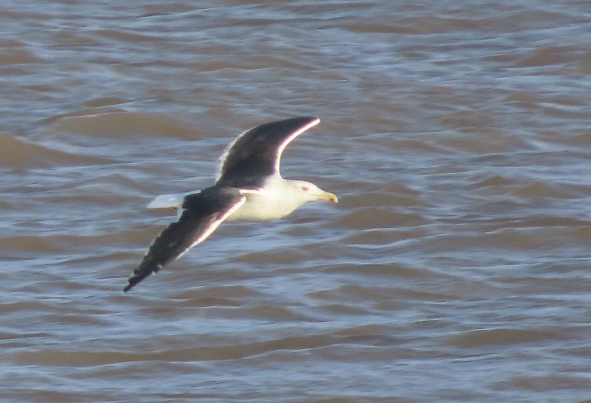 Great Black-backed Gull - ML646739721