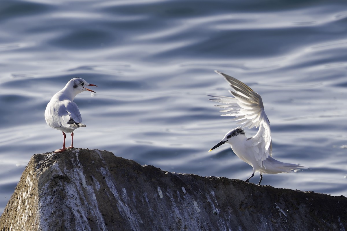 サンドイッチアジサシ - ML646739726