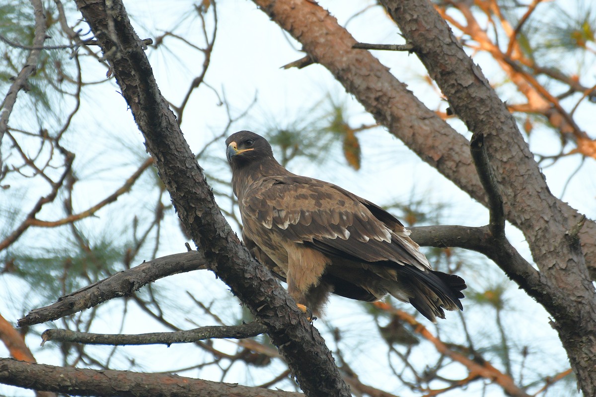 Estepa-arranoa - ML646739728