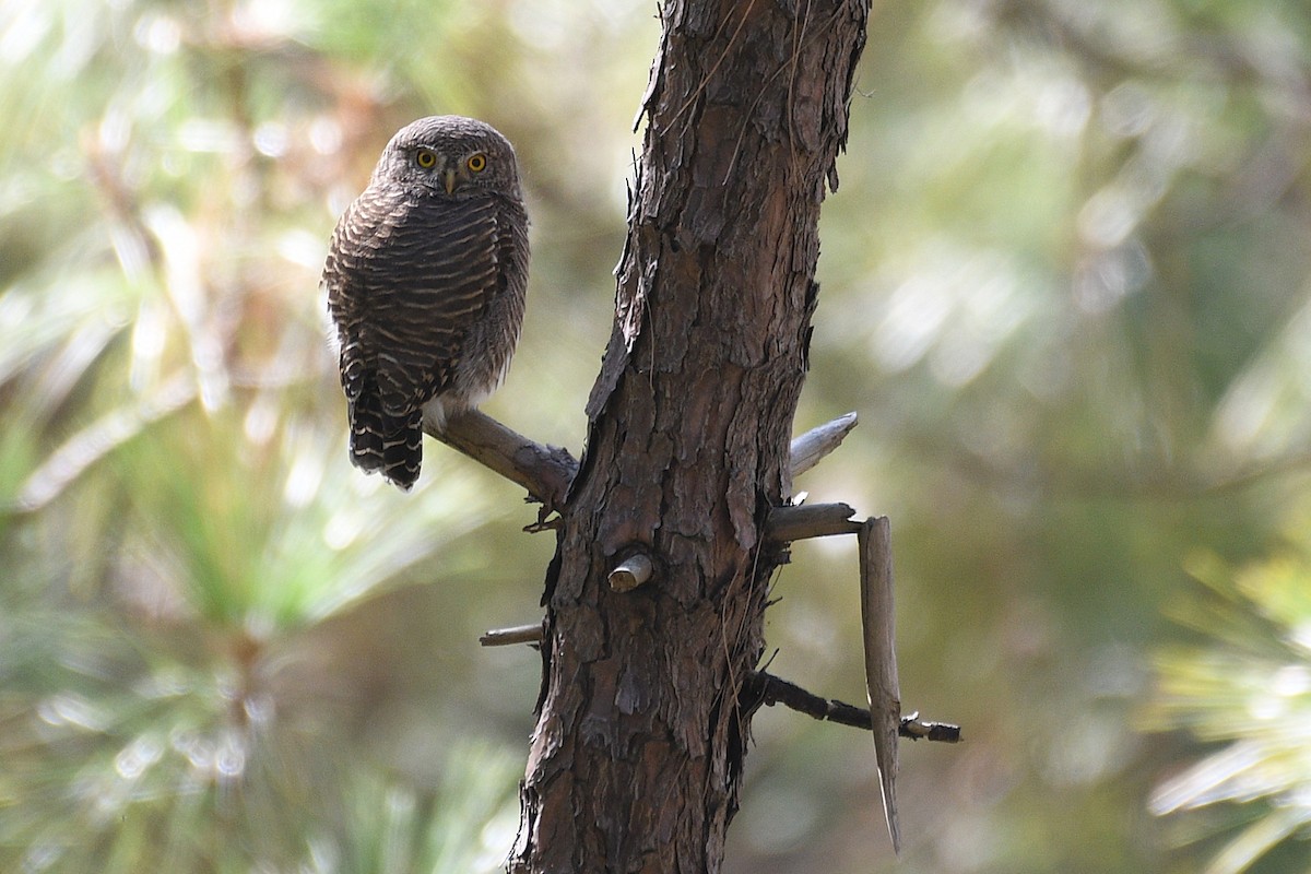 Asian Barred Owlet - ML646739729