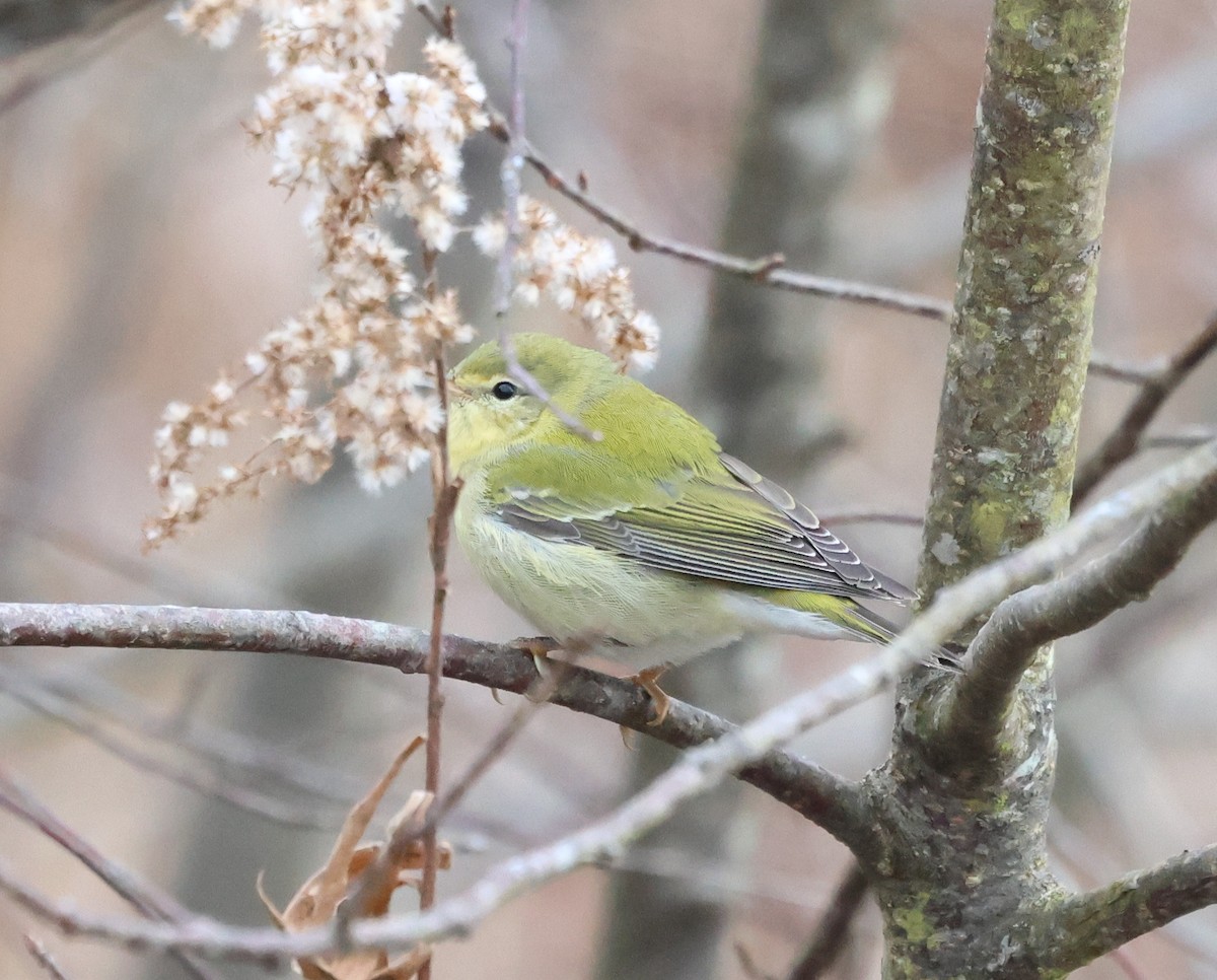 Пеночковая древесница - ML646739731