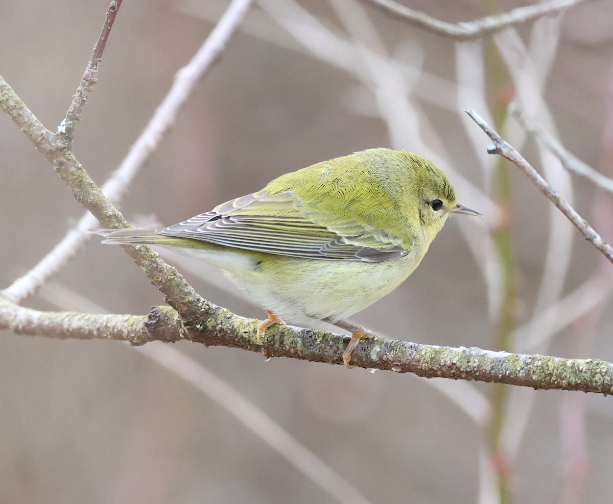 Пеночковая древесница - ML646739732