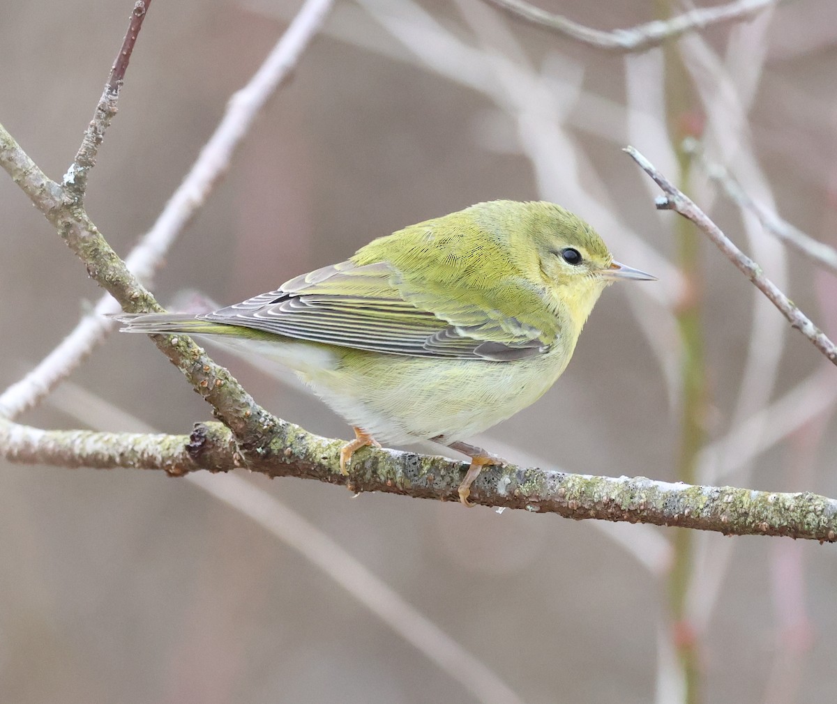 Пеночковая древесница - ML646739733