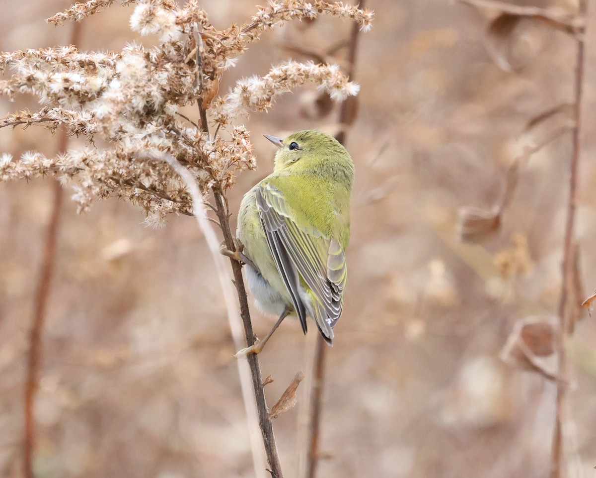 Пеночковая древесница - ML646739734