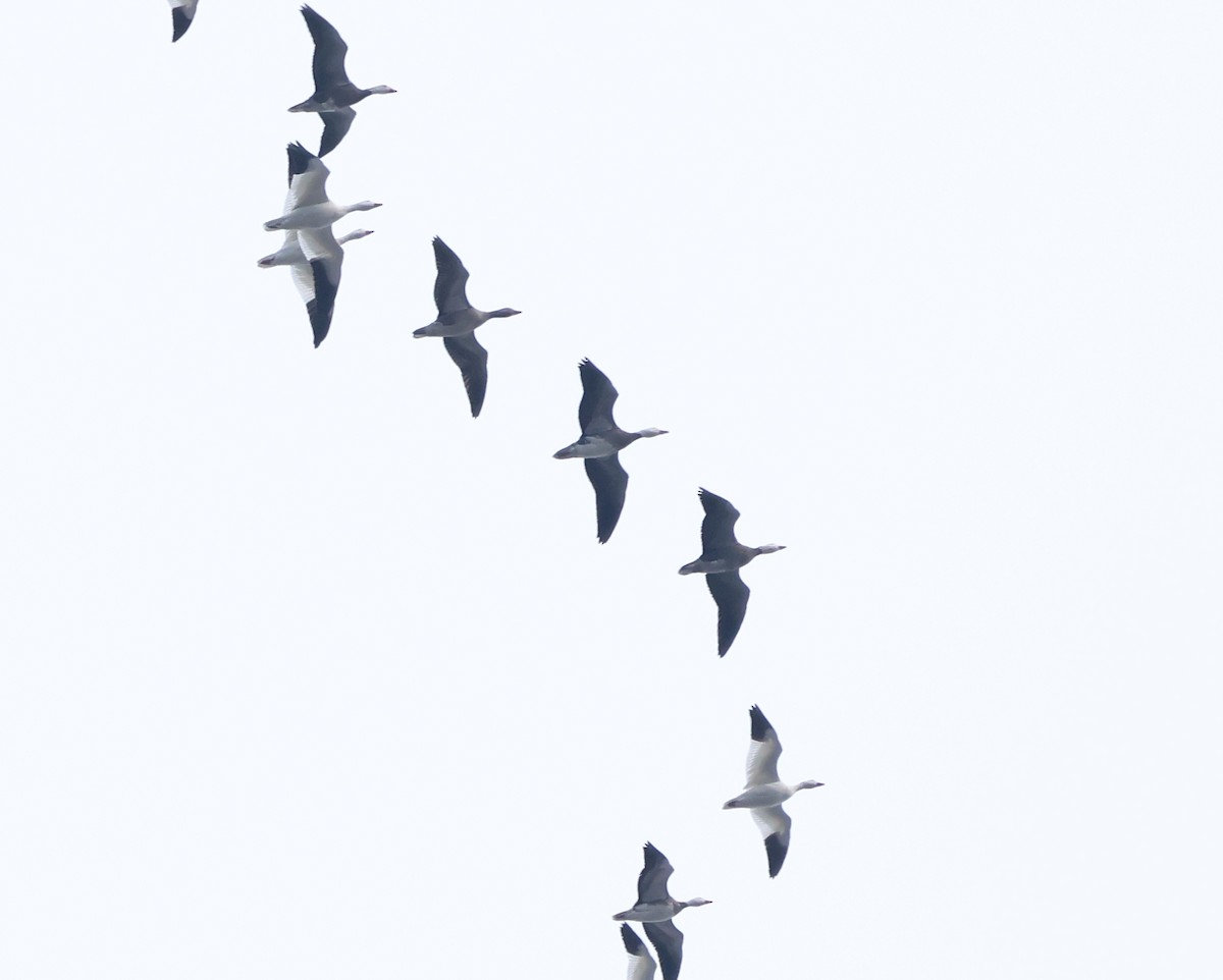 Белый гусь - ML646739736