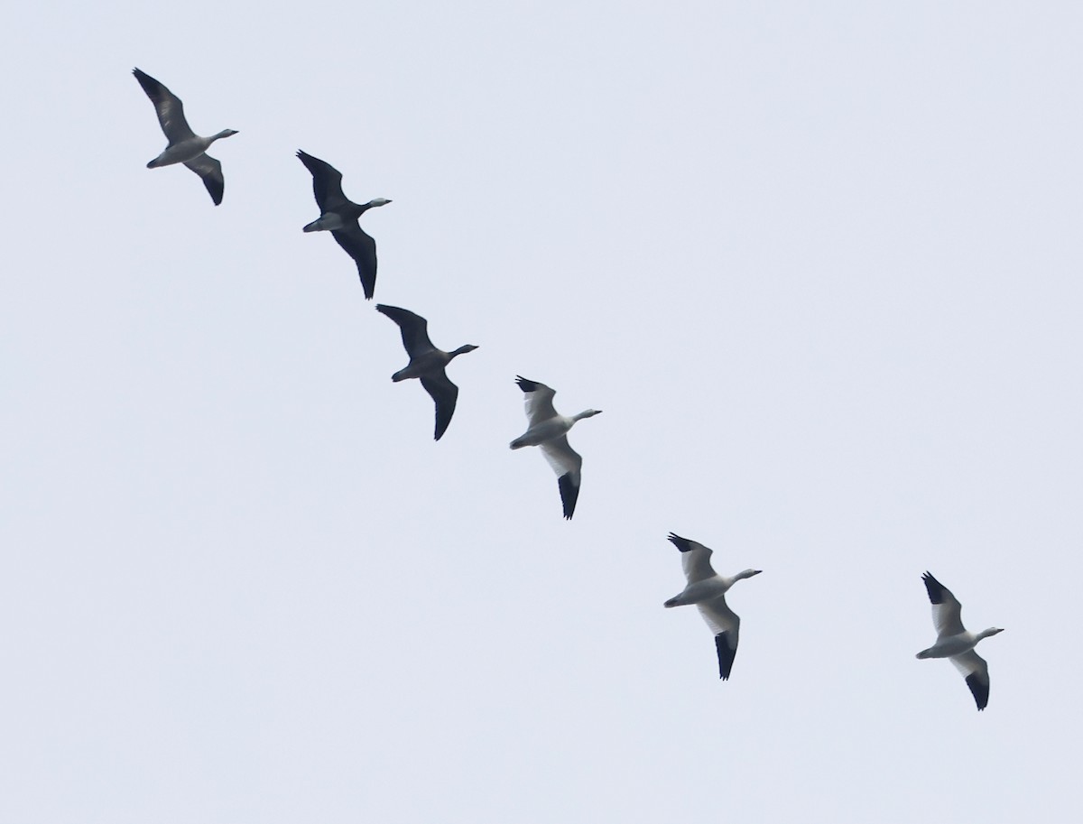 Белый гусь - ML646739737