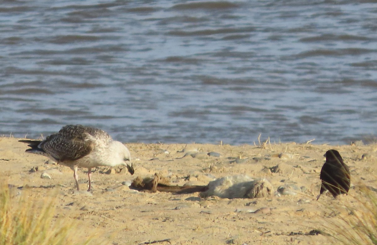 svartbak - ML646739738