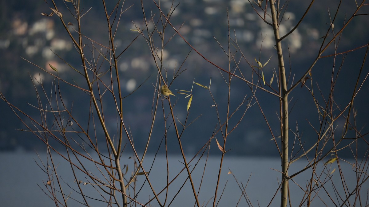 gransanger - ML646739747