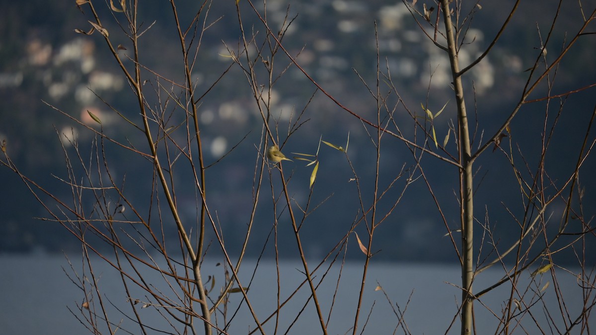 gransanger - ML646739748