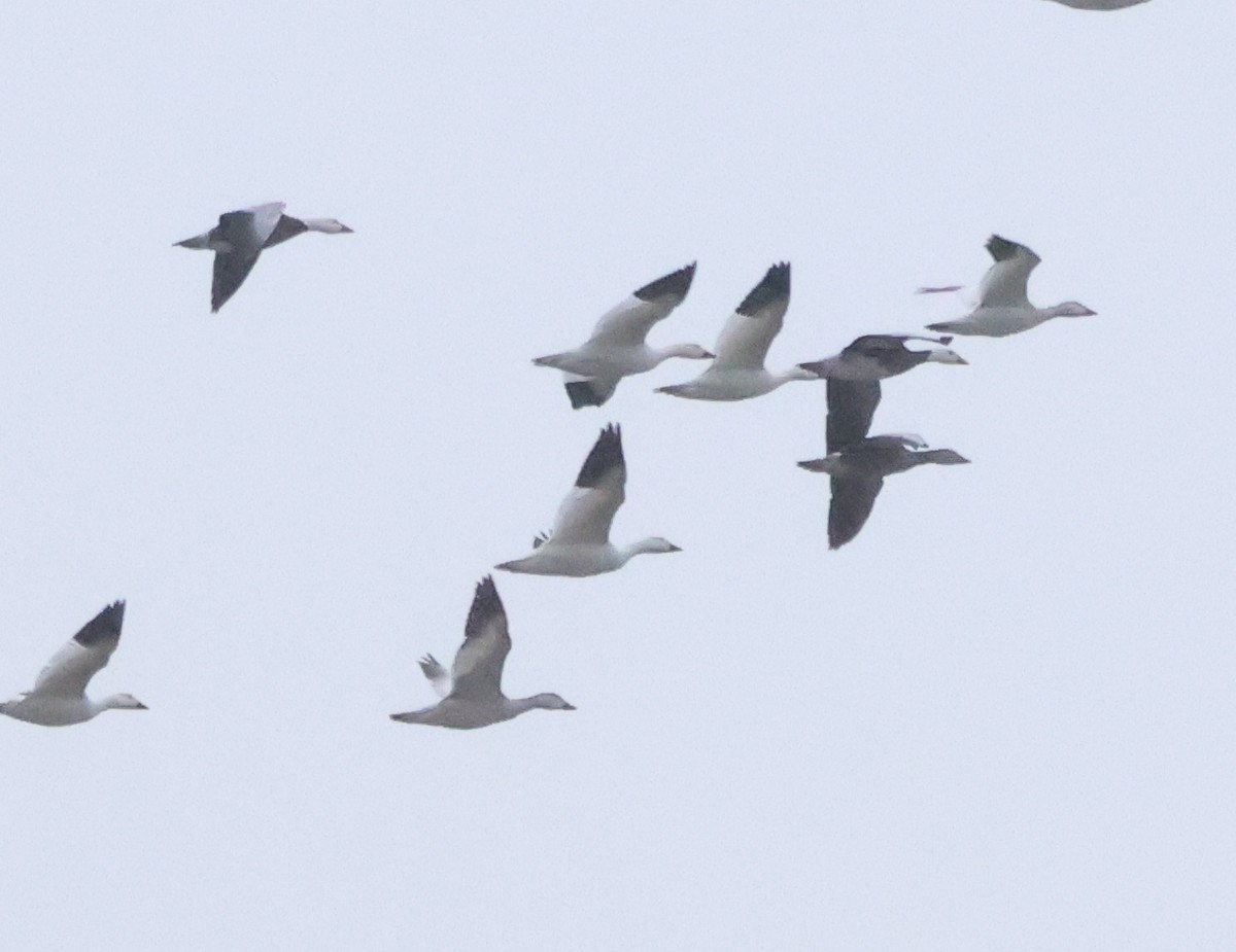 Белый гусь - ML646739749