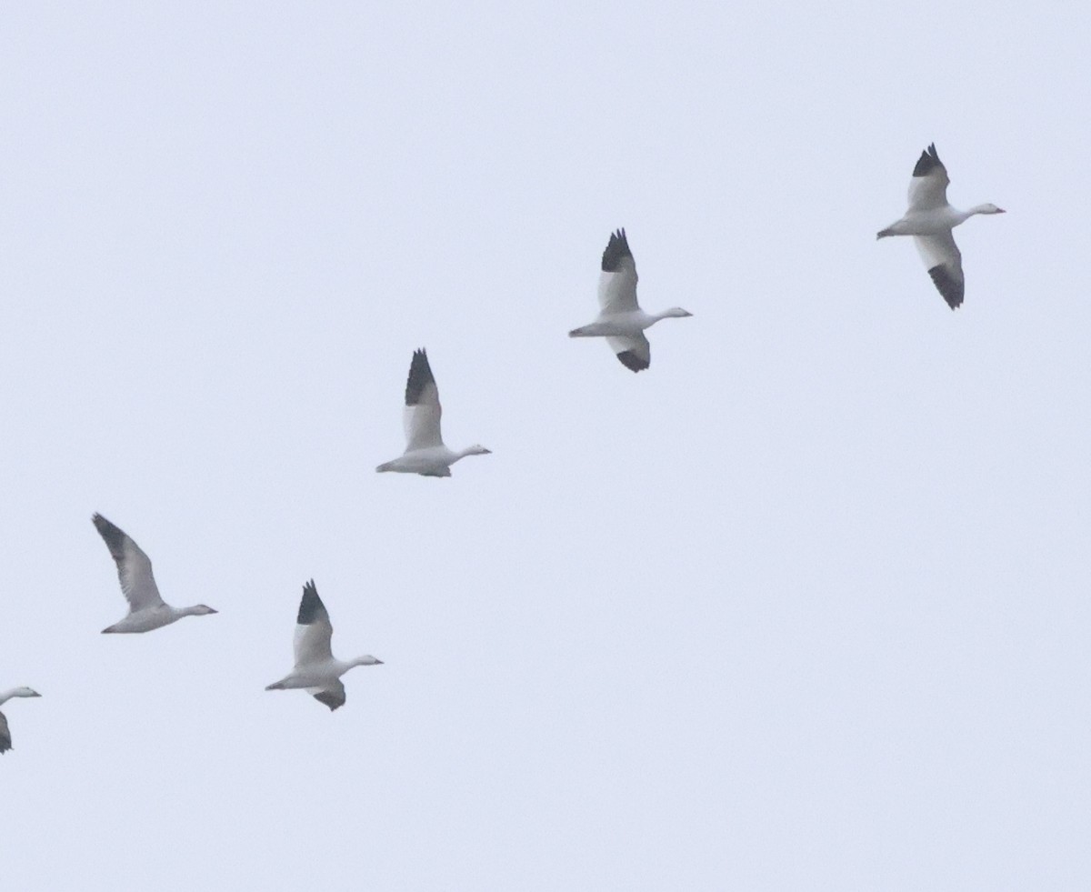 Белый гусь - ML646739750