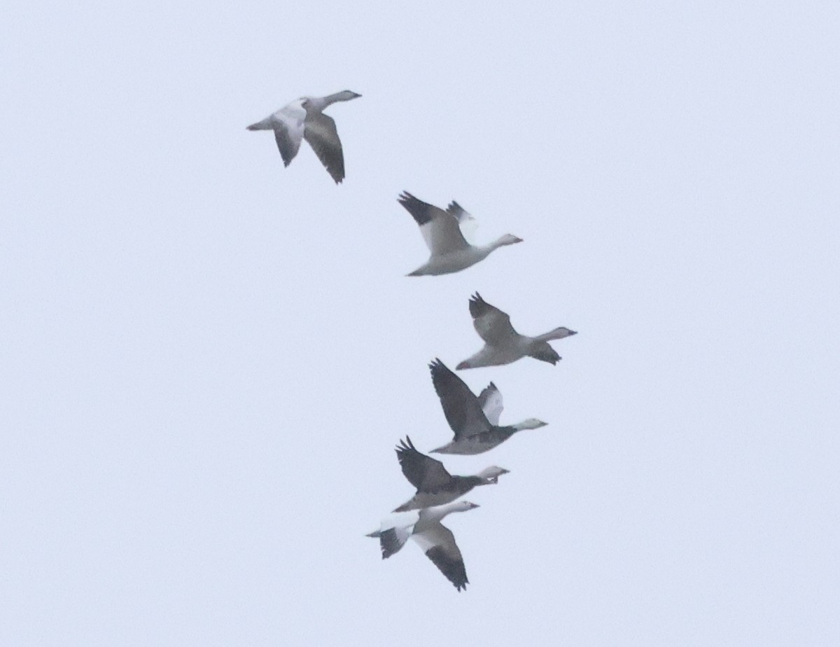 Белый гусь - ML646739751