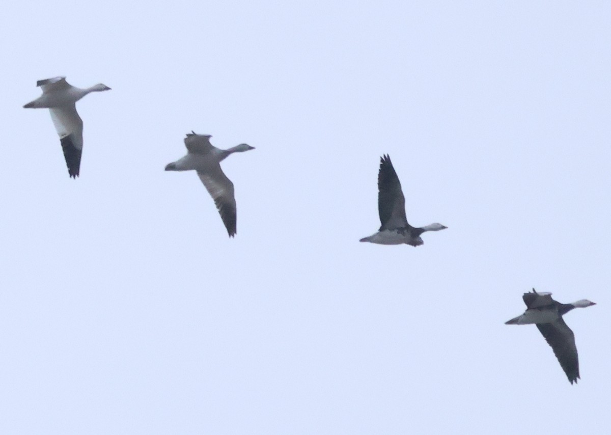 Белый гусь - ML646739752