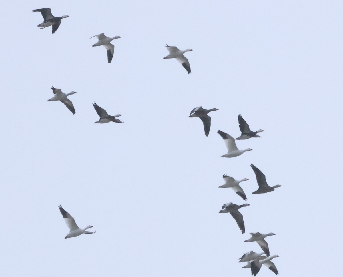 Белый гусь - ML646739753