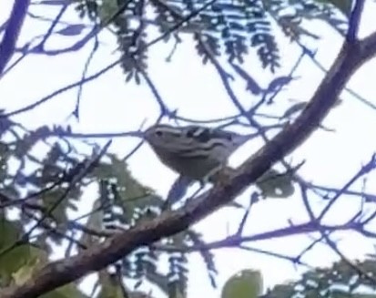 Black-and-white Warbler - ML646739754