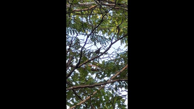 Black-and-white Warbler - ML646739755