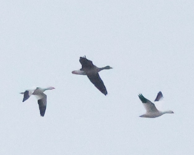 Белолобый гусь - ML646739756