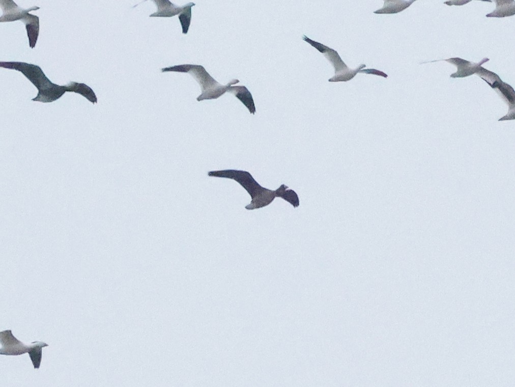 Белолобый гусь - ML646739757