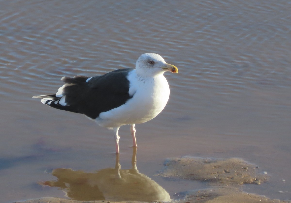 svartbak - ML646739758