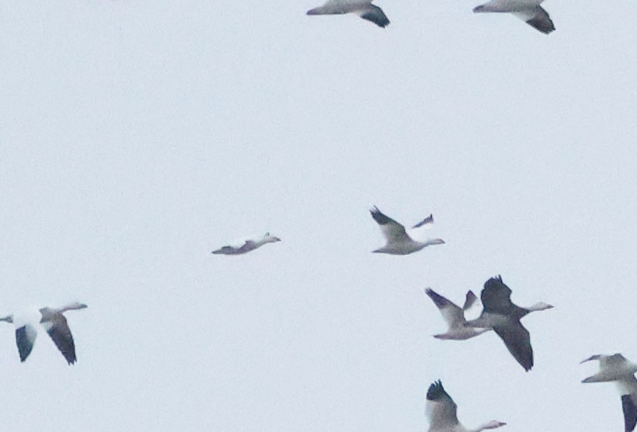 Гусь Росса - ML646739759