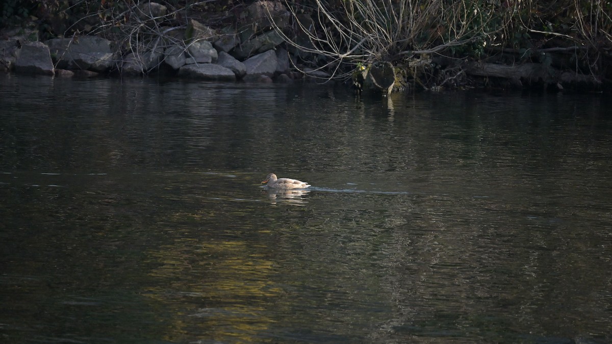 Canard colvert (forme domestique) - ML646739761