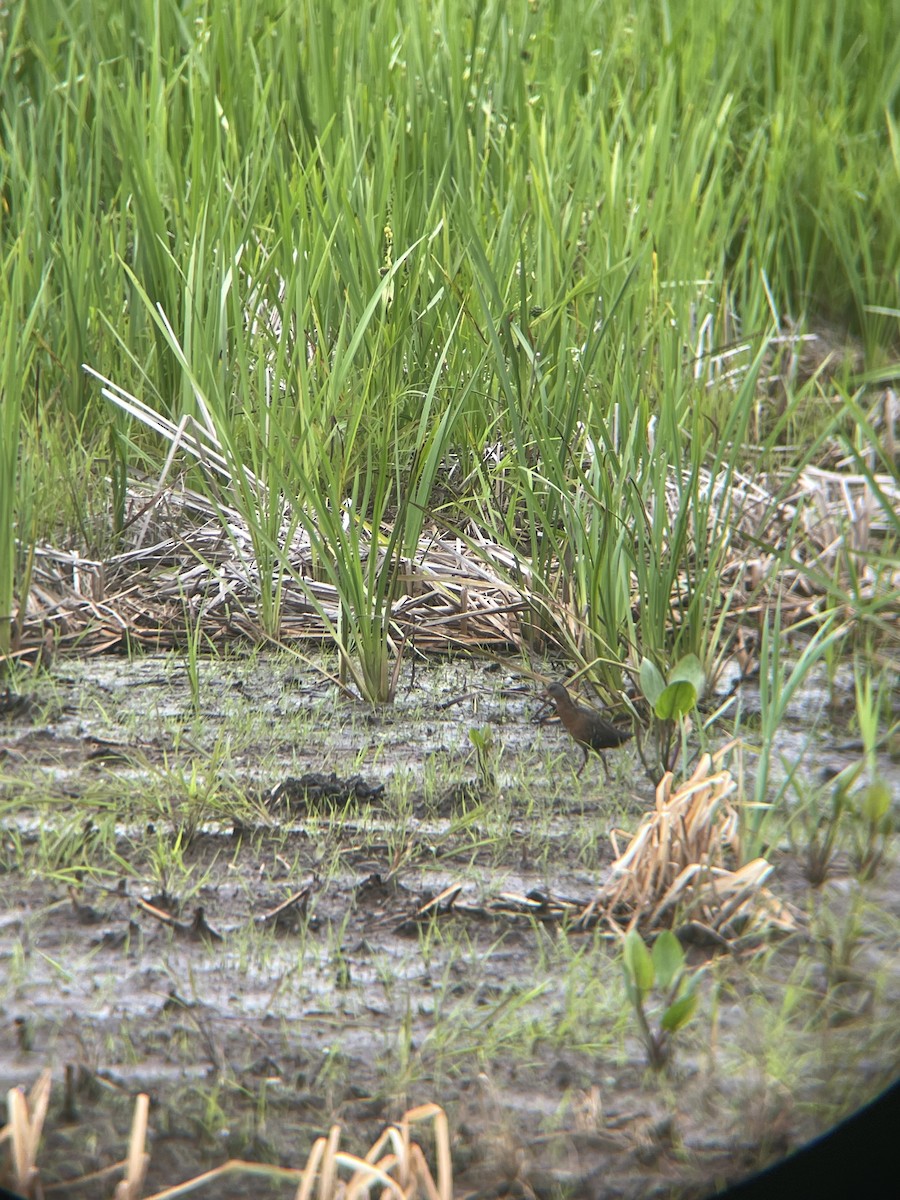Пастушок віргінський - ML646739762