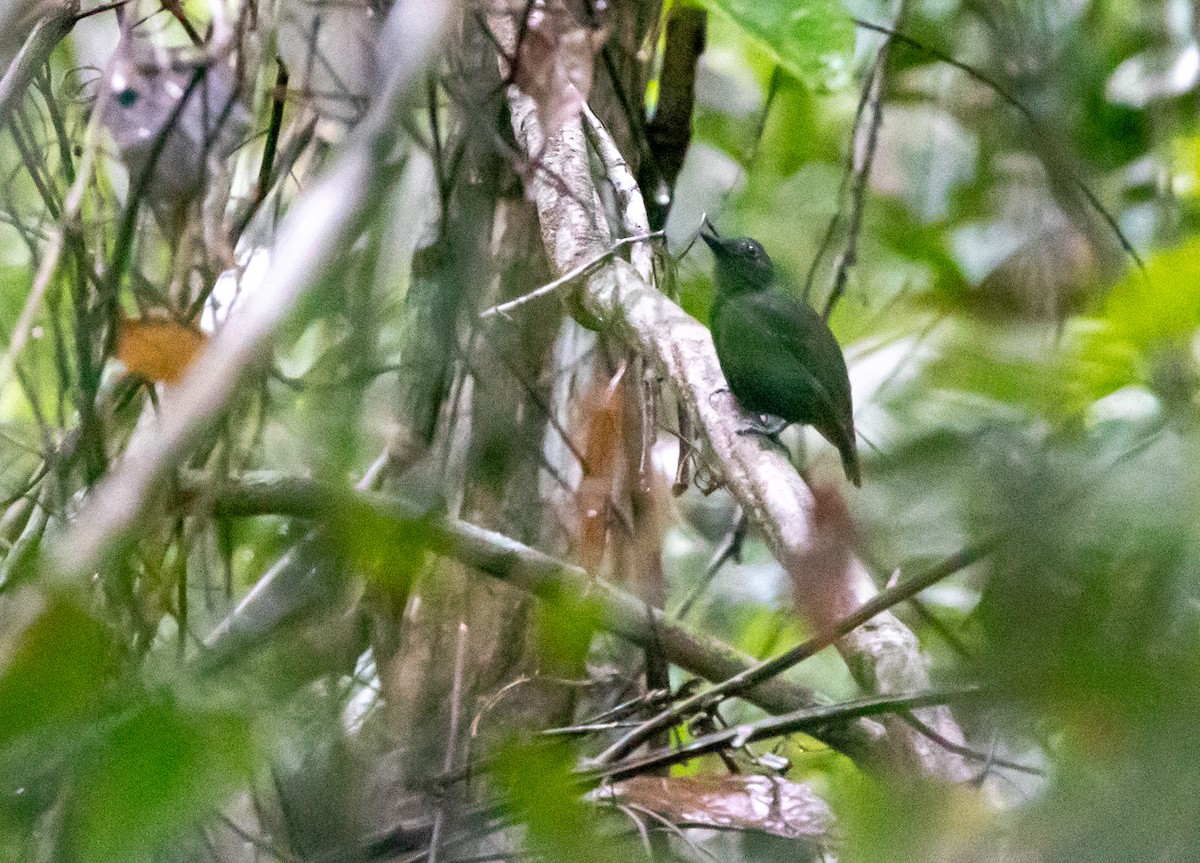 blymaurvireo - ML646739763