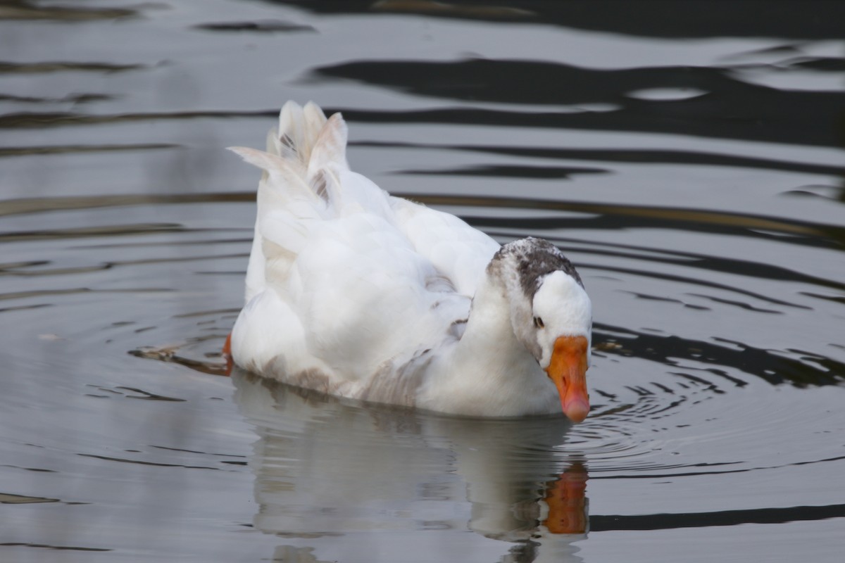 tamgås (domestisert Anser sp.) - ML646739764