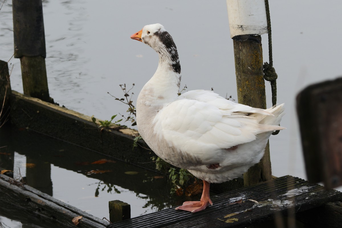 tamgås (domestisert Anser sp.) - ML646739765