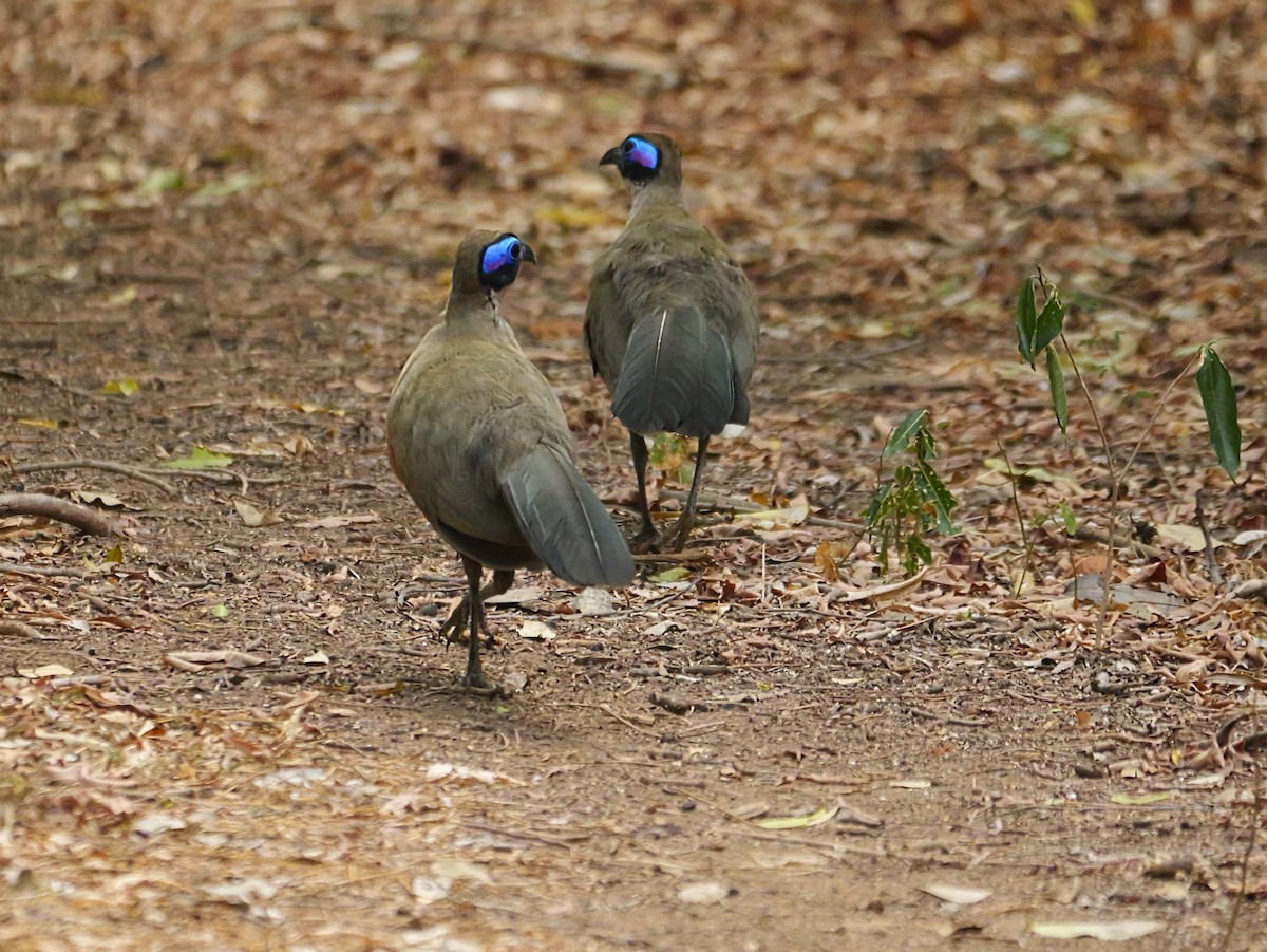 kjempekoa - ML646739767