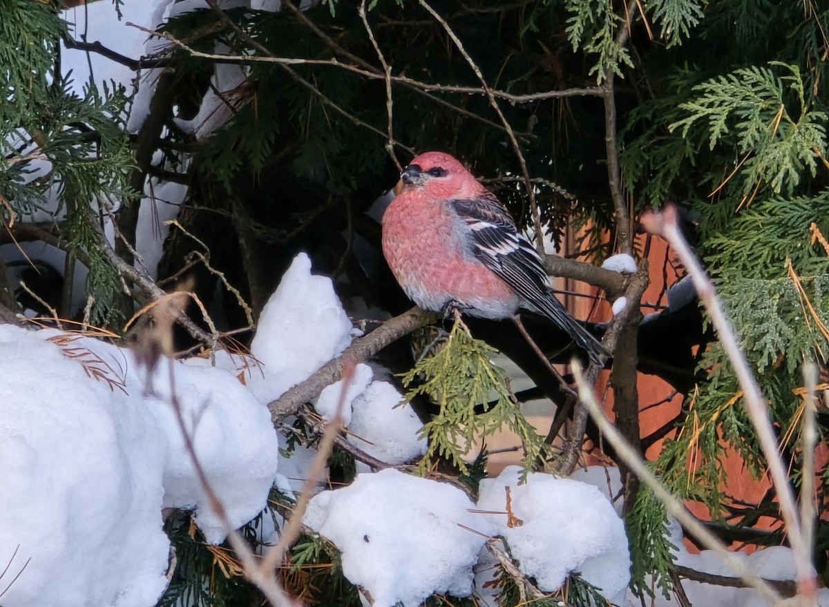 פתיאלי אורנים - ML646739768