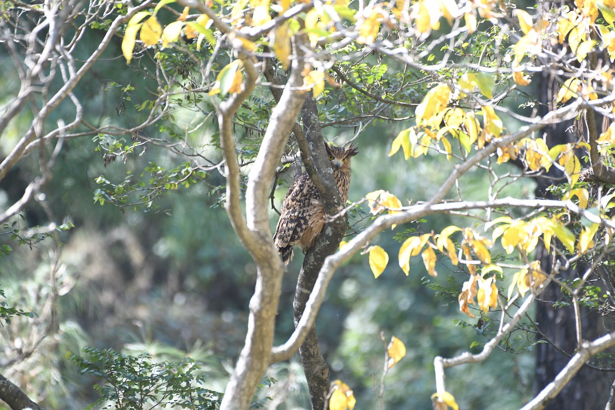 Hontz arrantzale gorrizta - ML646739769