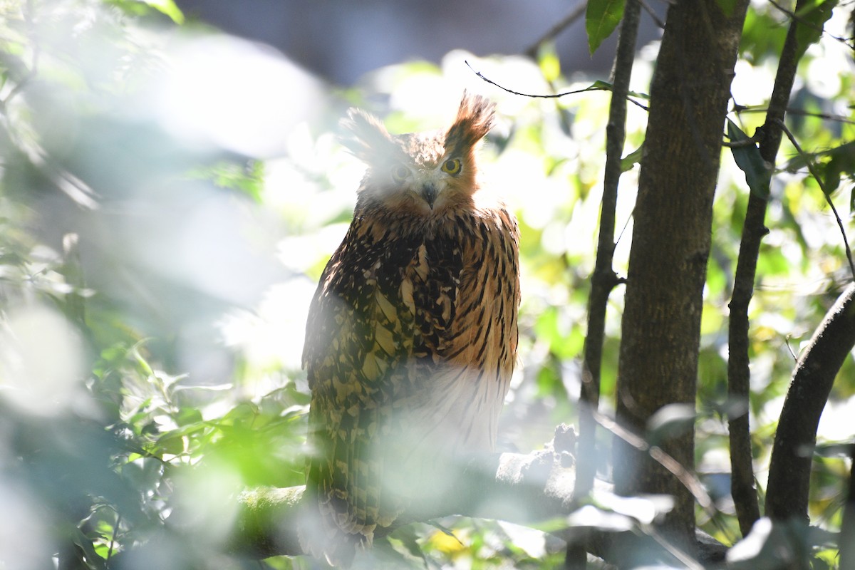 Hontz arrantzale gorrizta - ML646739770