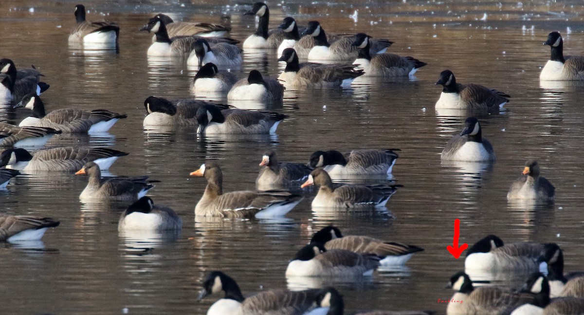 Cackling Goose - ML646739771