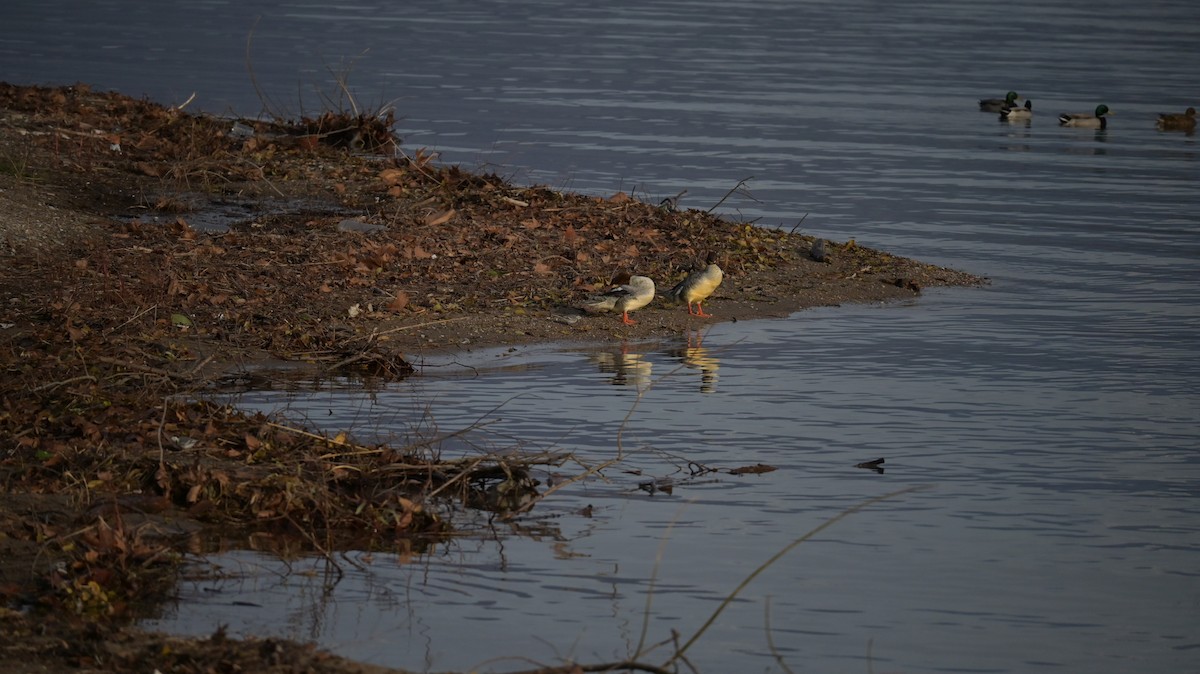 Grand Harle - ML646739772