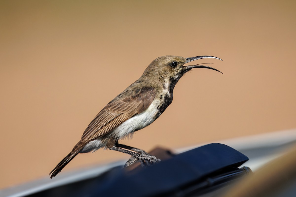 Дымчатая нектарница - ML646739774