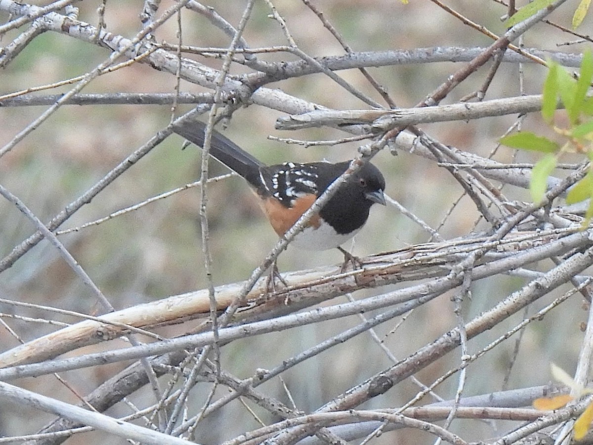 Spotted Towhee - ML646739775
