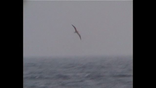 Galapagos Petrel - ML646739776