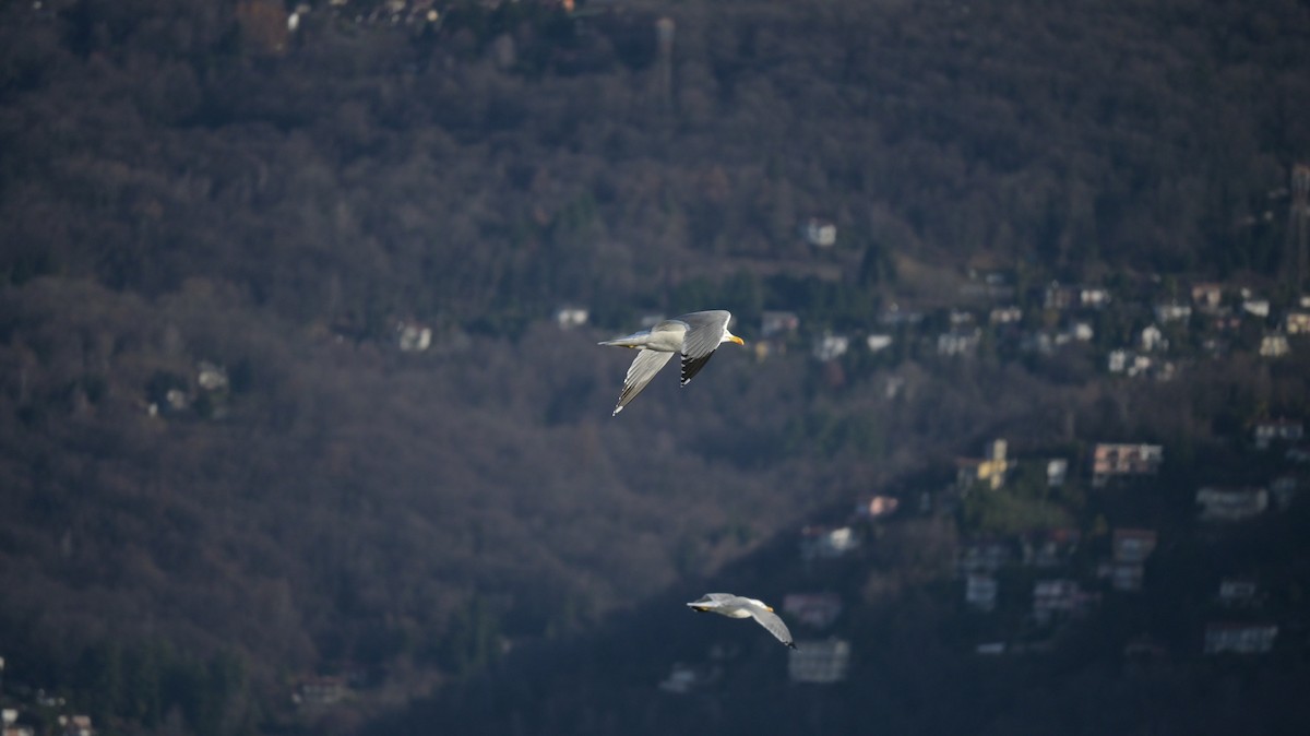 Goéland leucophée - ML646739777