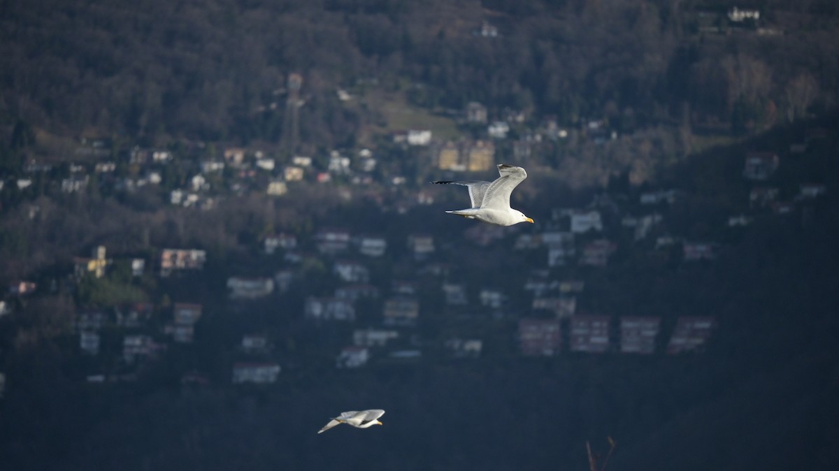 Goéland leucophée - ML646739778