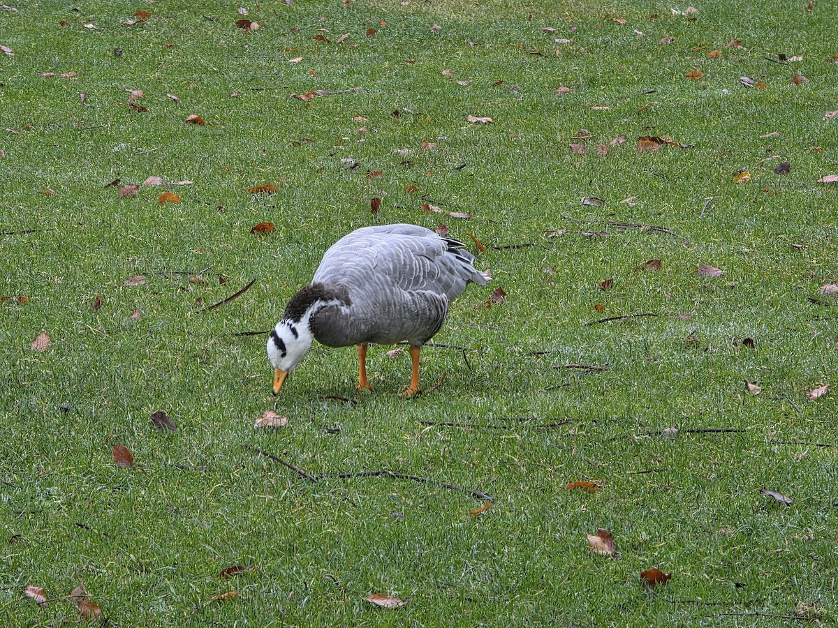 Streifengans - ML646739779