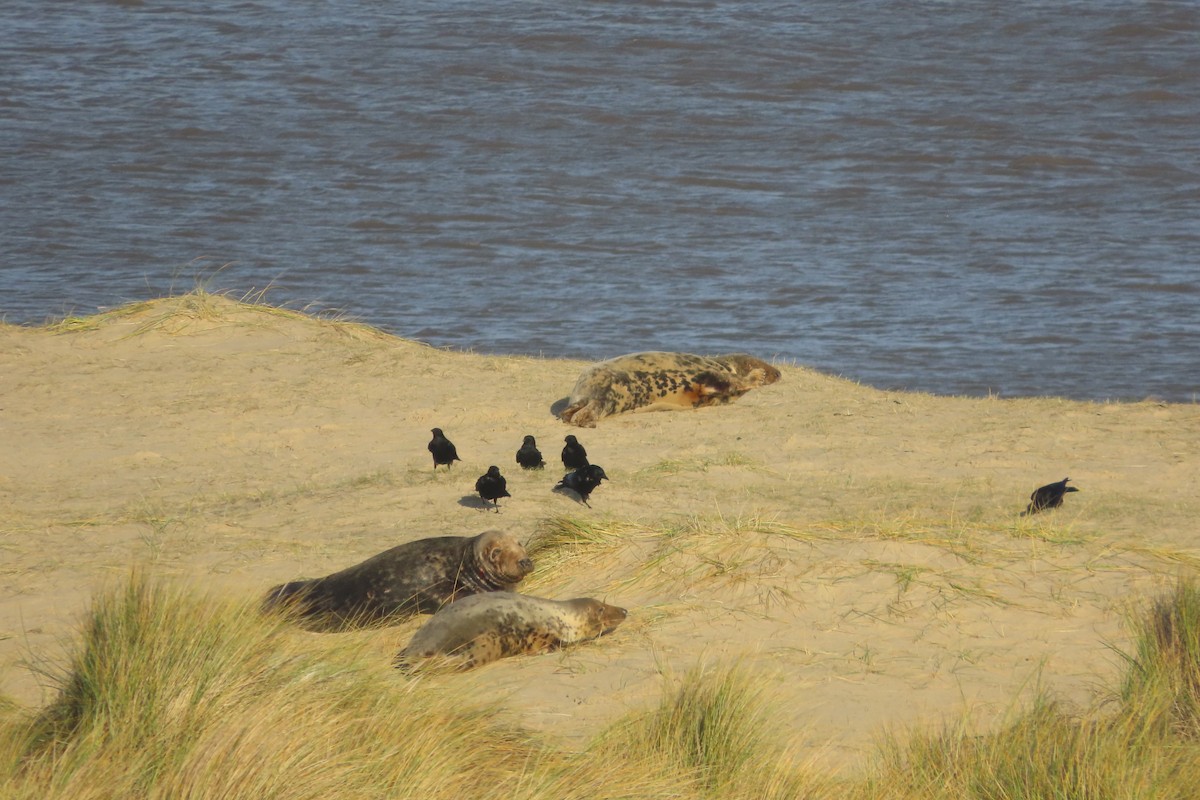 svartkråke - ML646739780