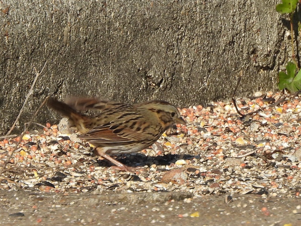 strnadec pruhohlavý - ML646739781